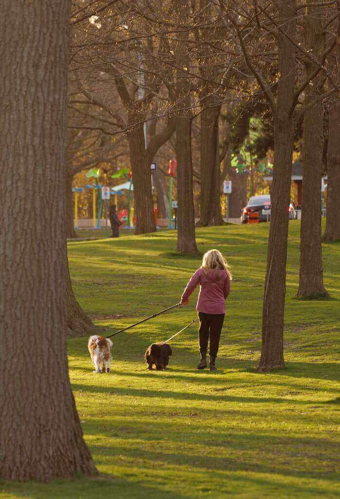 Woman Walking Dogs in a Park is a great example of exercise that can help with reducing feeling overwhelmed or heightened stress from a busy schedule or demanding job. After a walk you may find you feel refreshed and focused. 