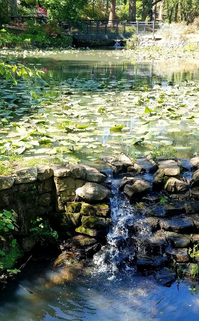 Brainspotting Therapy | Brainspotting Charlotte | Trauma Recovery | Rock Hill, SC | 28207 | 28277 | 29708 | Bridge overlooking lily pad pond and a small waterfall. A serene resting spot for Brainspotting Therapy integration walks.